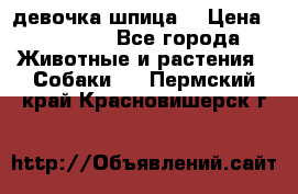 девочка шпица  › Цена ­ 40 000 - Все города Животные и растения » Собаки   . Пермский край,Красновишерск г.